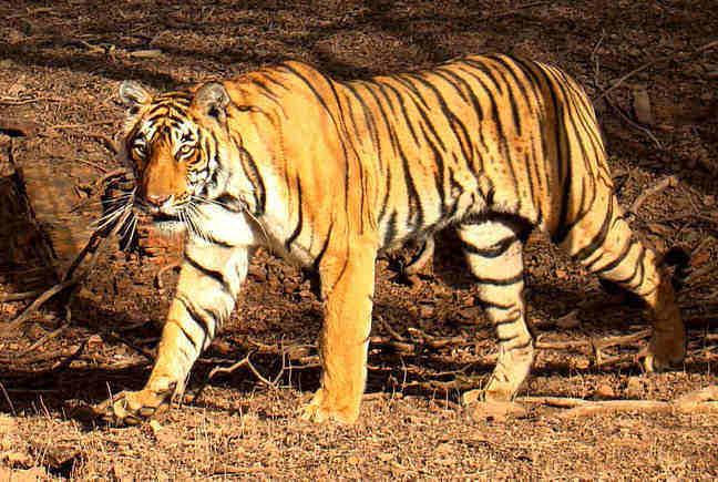 Bengal Tiger